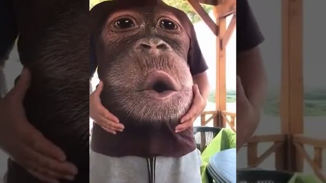 ЖИВОТное лицо обезьяны смотреть онлайн
