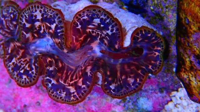 tridacna Maxima Ultra video смотреть онлайн