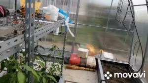 Мою парник белизной. уборка в парнике