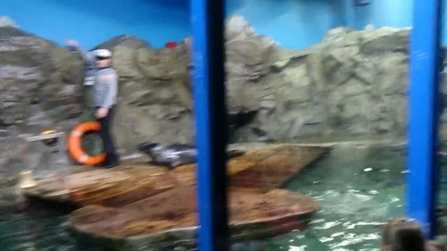 МОРСКИЕ КОТИКИ КАЧАЮТ ПРЕСС смотреть онлайн