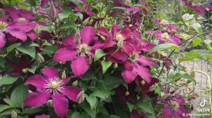 Клематис сорту "Ніобе".
