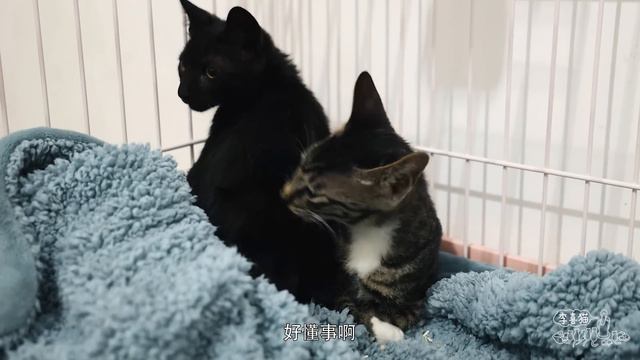 抓了三隻超萌流浪小貓回家，結果還沒來得及高興，全都撬窗逃跑了｜李喜猫 смотреть онлайн