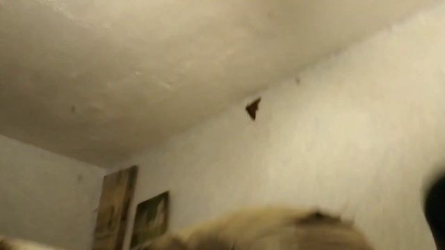 ППП07. Мотылек МЕРТВАЯ ГОЛОВА залетел в квартиру. смотреть онлайн