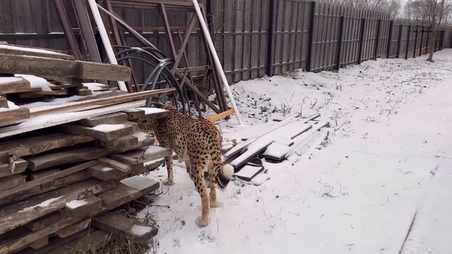 Гепард Герда попала в снежную ловушку! смотреть онлайн