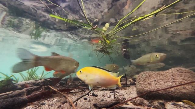 Exotic Fish in the Austrian Albs - Creek Villach смотреть онлайн