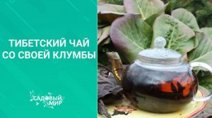 Тибетский чай со своей клумбы