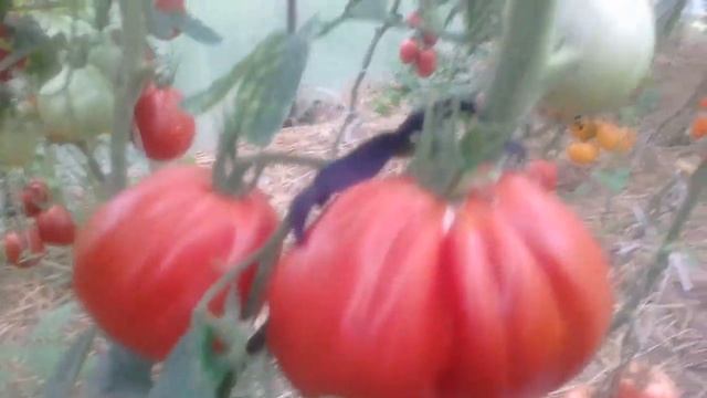 Обзор томата Инжир