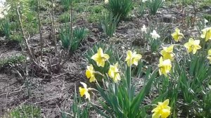 Разные сорта нарциссов