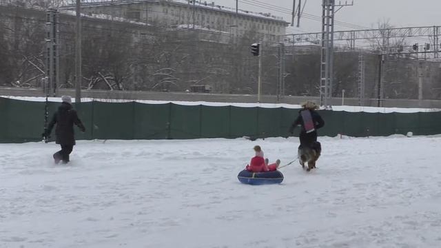 "Рождественские покатушки" на собаках в парке "Сокольники" смотреть онлайн