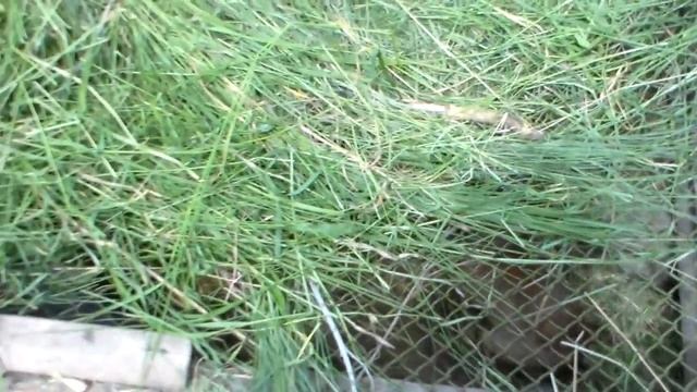 Ямное содержание кроликов,решение перенаселения ямы. смотреть онлайн