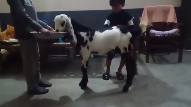 Bakri Ka Pait Kharab Ka Ilaj | Goat Loose Motion Treatment | بکری کے خراب پیٹ کا علاج смотреть онлайн