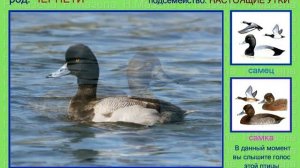 Чернеть. Нырковая утка. Голоса птиц