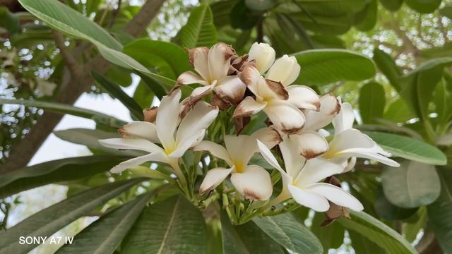 Sony A7R V Vs Sony A7 IV Camera Test