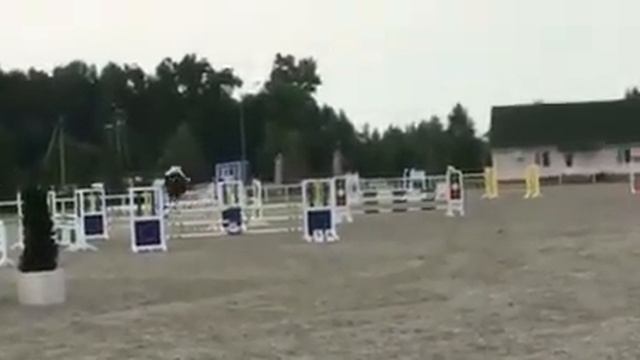 Продажа! Французский сель -2009 г.р, в/х 170 см (маршрут, 115 см) смотреть онлайн