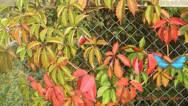 Виноград пятилисточковый (parthenocissus quinquefolia) ? обзор: как сажать, рассада винограда смотреть онлайн
