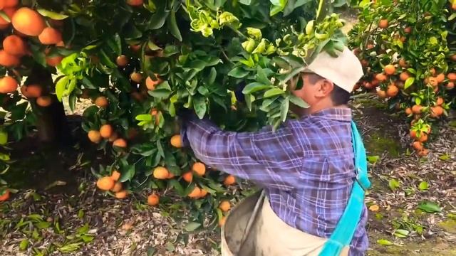 Сбор мандарина в Калифорнии смотреть онлайн