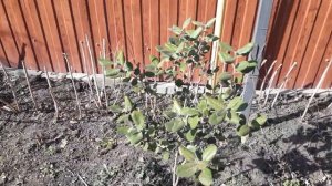 Фейхоа, гранат зимовка в грунте в домашних условиях. Весенний обзор.