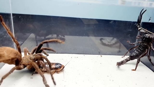 SCORPION vs TARANTULA SPIDER FIGHTING FOR PREY, who will win? Insect Stories смотреть онлайн