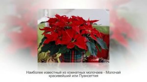 МОЛОЧАЙ (ЭУФОРБИЯ) в домашних условиях. Разнообразие видов