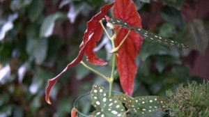 ? БЕГОНИЯ МАКУЛАТА. Уход в домашних условиях.