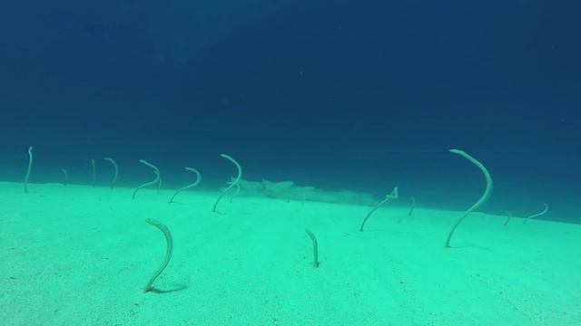 Египет / Дахаб / Дайвинг /Угри на El Garden смотреть онлайн