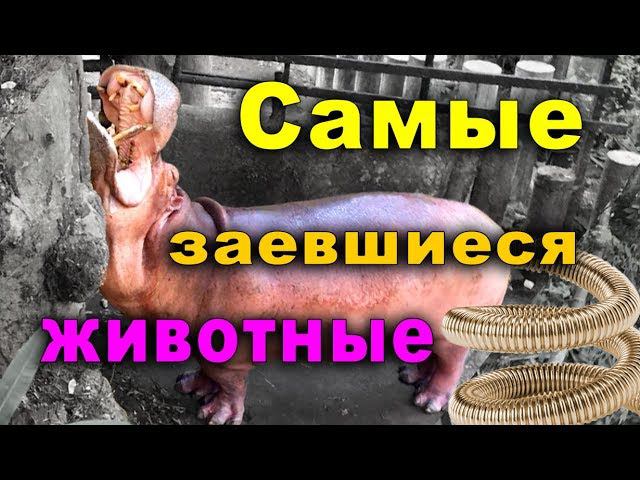 САМЫЕ ЛЕНИВЫЕ ЖИВОТНЫЕ парка Кхао Кхео смотреть онлайн