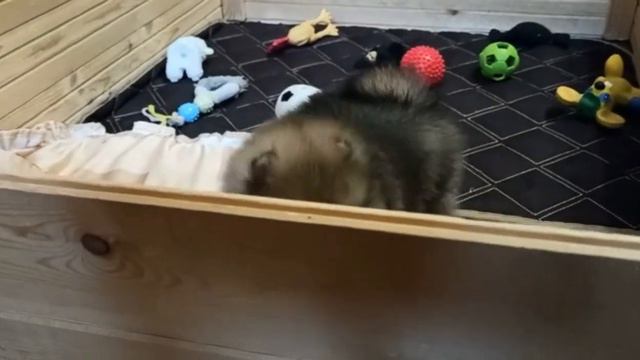 Мальчик померанского шпица смотреть онлайн