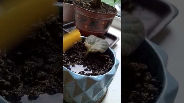 как поливать цветы