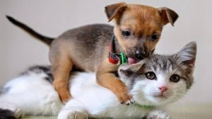 Смешные котики / Смешные собаки