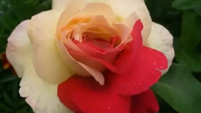 Красивые розы