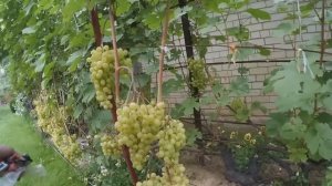 Алешенькин(август 2016). Виноградник Вадима Точилина.