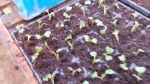 Капуста, пикировка. особенности выращивания цветной капусты и брокколи