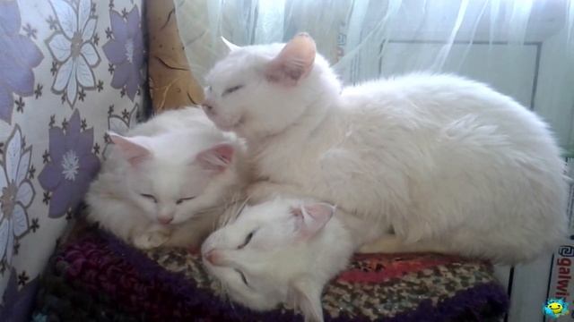 Милота!!! Няшные котики засыпают. Cats want to sleep смотреть онлайн