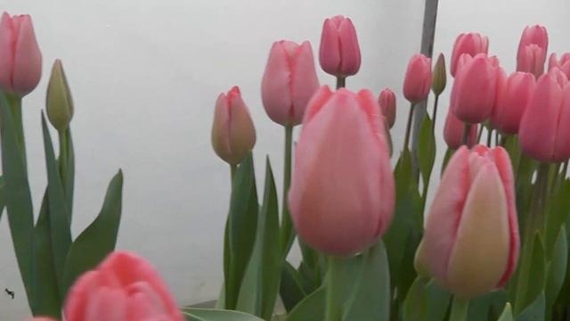 Обзор сортов тюльпанов для выгонки к 8 марта/Выгонка тюльпанов/Лучшие сорта для выгонки/Ошибки/Брак смотреть онлайн