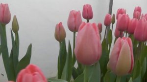 Обзор сортов тюльпанов для выгонки к 8 марта/Выгонка тюльпанов/Лучшие сорта для выгонки/Ошибки/Брак