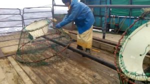 Работа в Норвегии на живом крабе