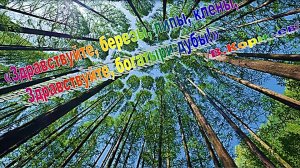 21 марта -  Международный день лесов. Видеоэкскурс