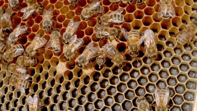 КОРМ ЗДОРОВЫЕ ПЧЕЛЫ