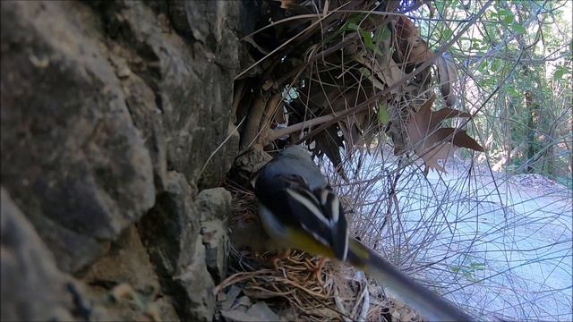 Grey Wagtail (Motacilla cinerea) bringing food to the nest with 5 chicks - 17/6/2021 Cyprus смотреть онлайн