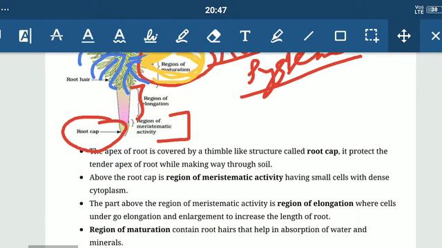 Morphology of flowering plants class 11th bio смотреть онлайн