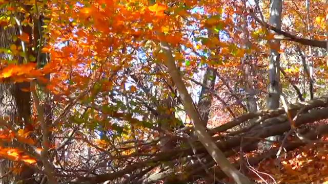 Poesia "Pensieri d'autunno" смотреть онлайн
