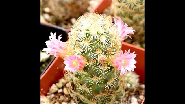 Mammillaria Elongata
