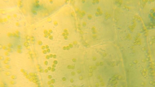 MICRO - Водоросли под микроскопом. Движение хроматофор. Micro FullHD.