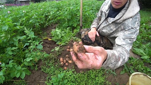 Что у нас растёт в теплице? Будет ли урожай картошки 2020? смотреть онлайн