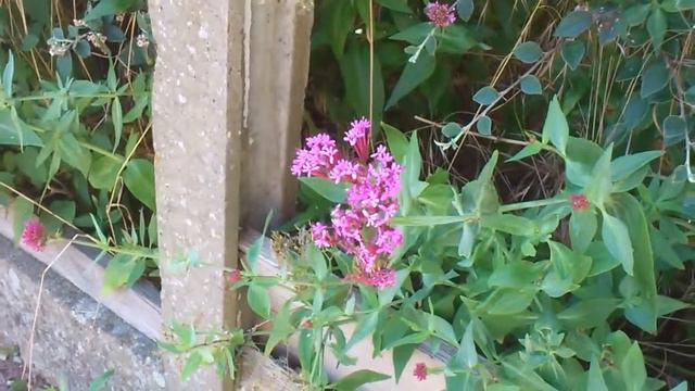 Hummingbird Moth. The Hummingbird Hawk Moth смотреть онлайн