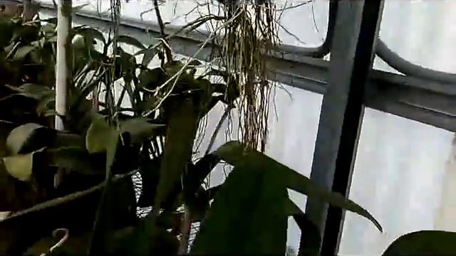 25 year-old Big Mother Plant -hundreds of keikis- Dendrobium anosmum honohono смотреть онлайн