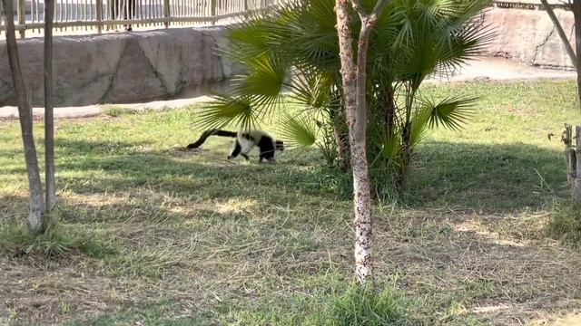 Dubai Safari Park. UAE. Дубайский сафари-парк. ОАЭ. смотреть онлайн