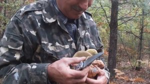 Белые грибы в дальнем лесу. Их не собрать!