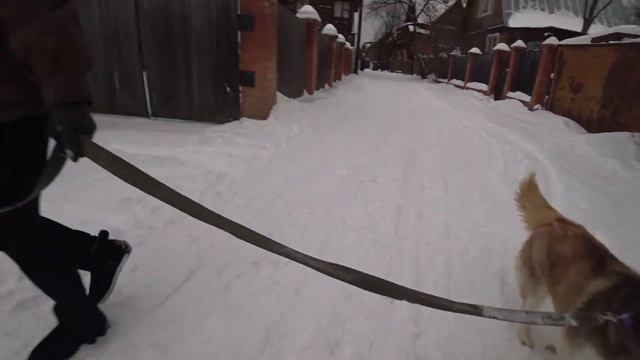 Прогулка с Хаски! Заряд положительных эмоций на свежем воздухе! Видовка на Усть-Ману! смотреть онлайн