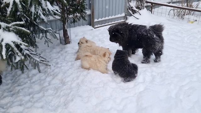 13 декабря 2022 г. смотреть онлайн